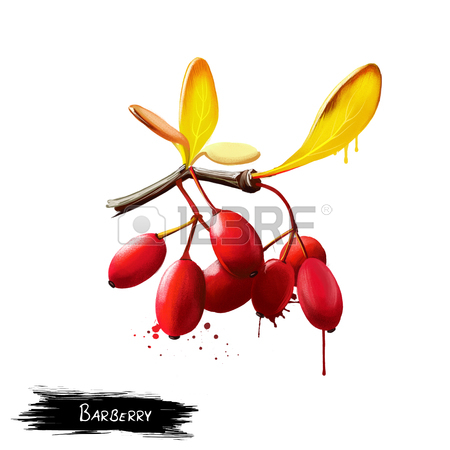 450x450 267 Berberis Stock Vector Illustration And Royalty Free Berberis