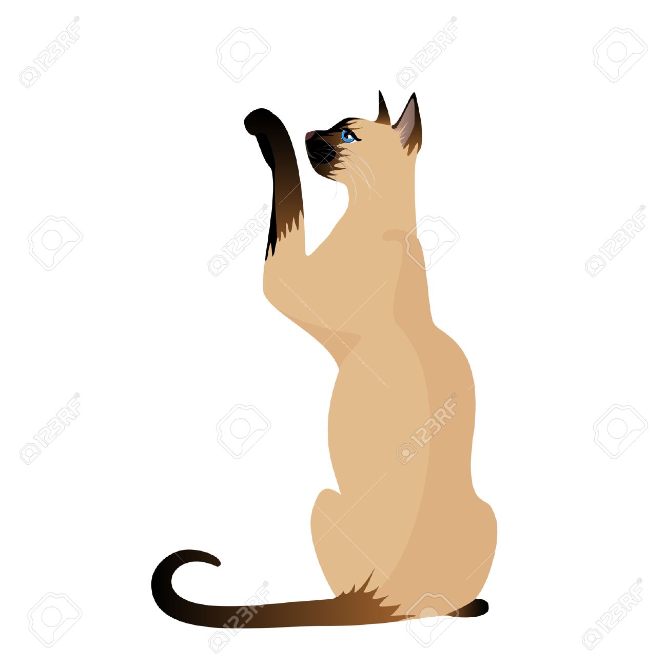 Siamese Cat Clipart