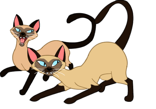 500x350 Siamese Cat Clipart Animated