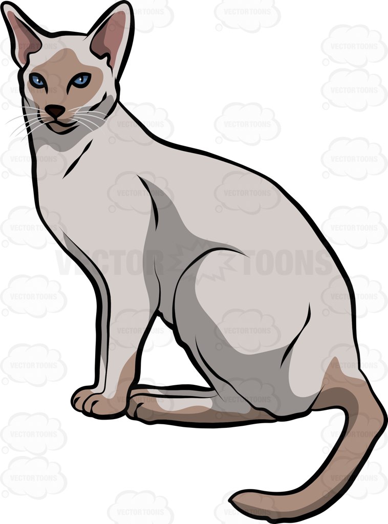 758x1024 A Siamese Cat Cartoon Clipart