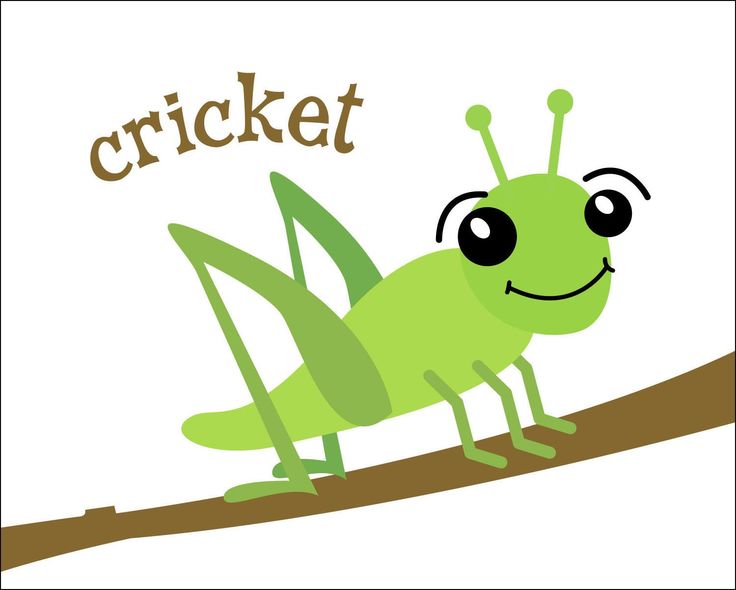 736x590 Cricket Clipart Silent