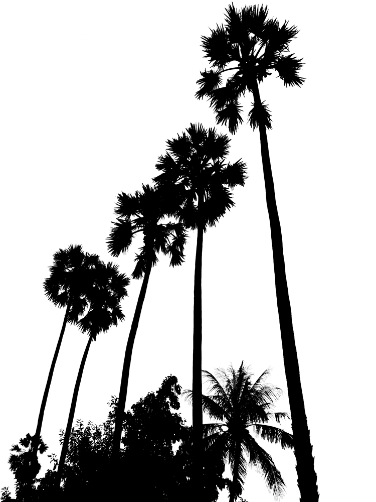 750x1000 Drawn Palm Tree Tall Tree