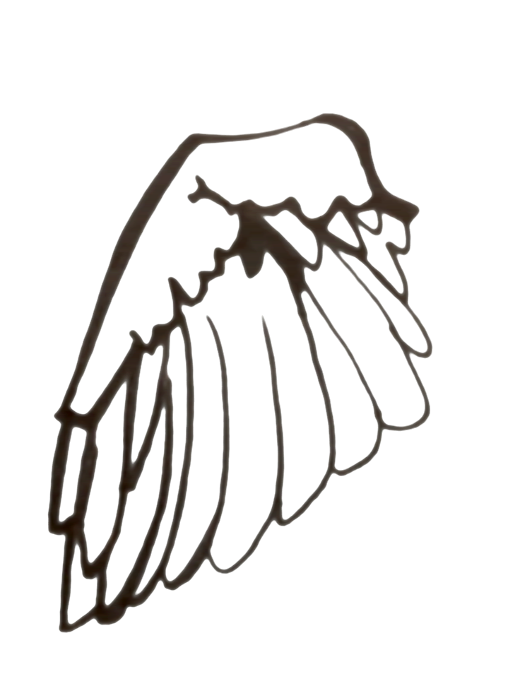 736x978 Sparrow Wing Black And White Line Drawing. Art Love Light