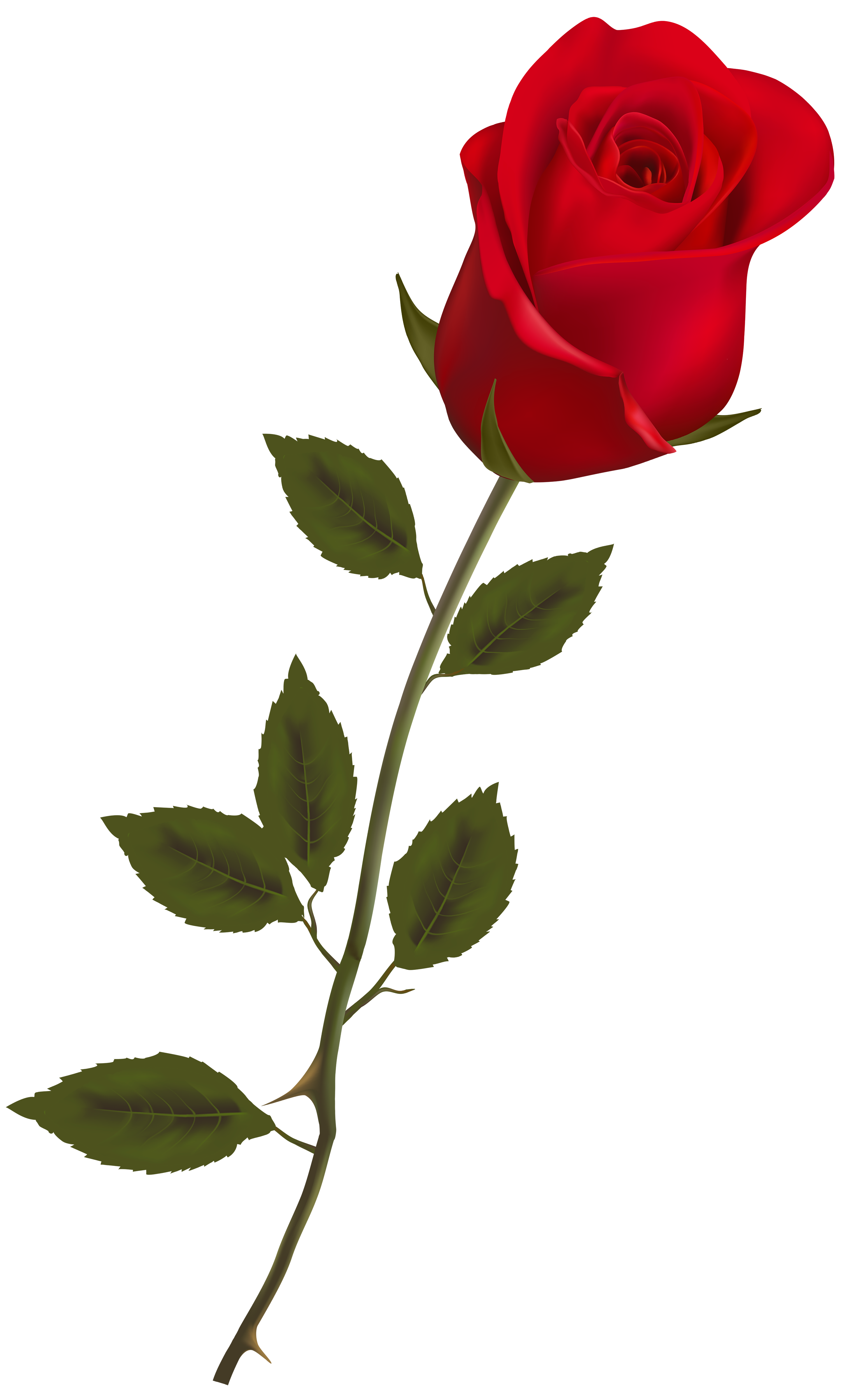 3064x5000 Clipart Long Rose Stem