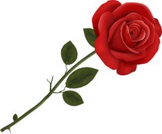 236x195 Single Red Rose Png Clipart Image Roses Single Red