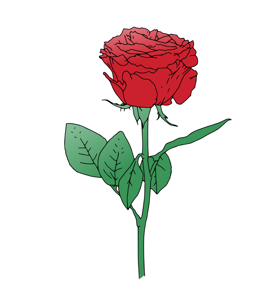 906x1000 Single Red Rose Vector