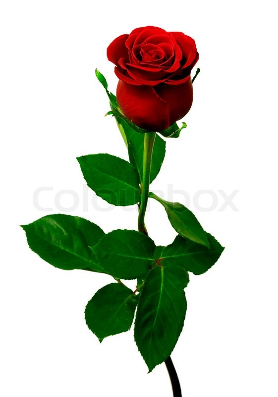 561x800 Single Red Rose On A White Background Stock Photo Colourbox