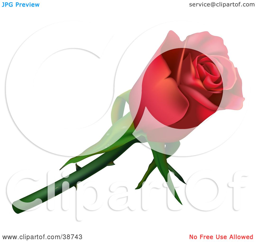1080x1024 Clipart Illustration Of A Single Red Rose With Thorns By Dero