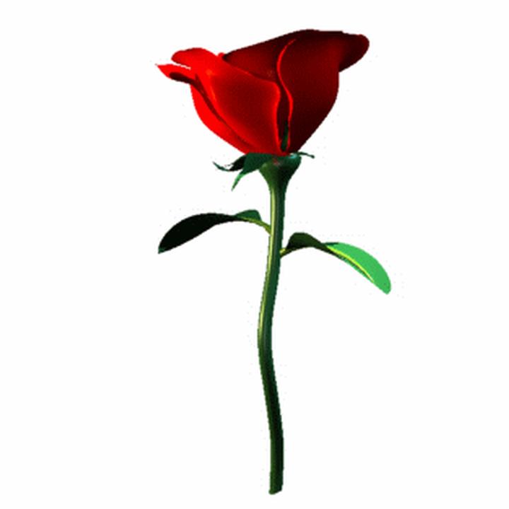 720x720 Red Rose Clipart Single