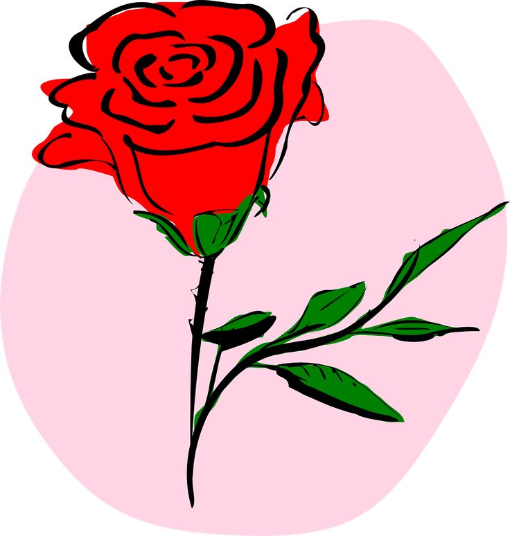 736x774 35 Best Rose Images Art Ideas, Draw And Photos
