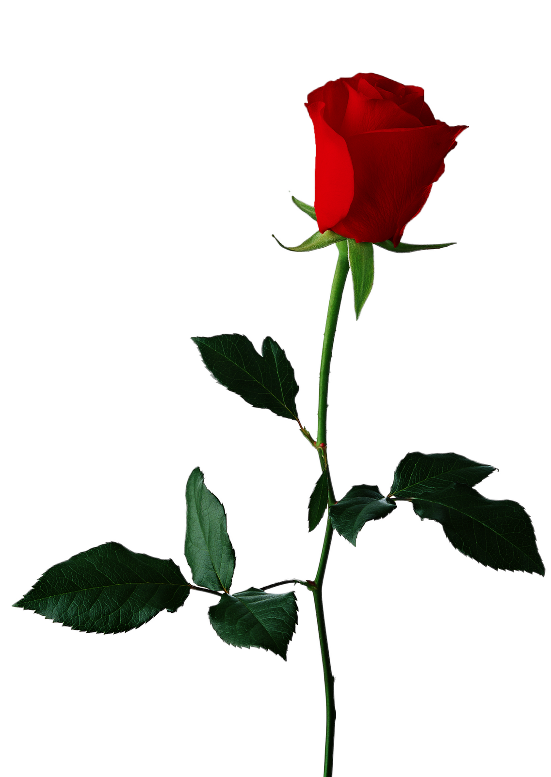 1136x1600 Single Rose Clipart