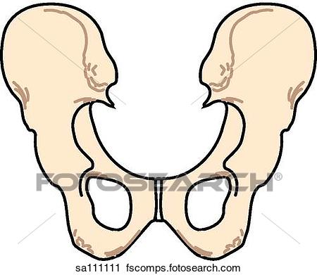 450x391 Clipart Of Posterior View Of The Skeletal Anatomy Of The Body