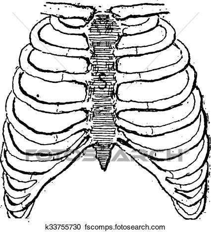 426x470 Clipart Of Sternum Or Breastbone, Vintage Engraving. K33755730