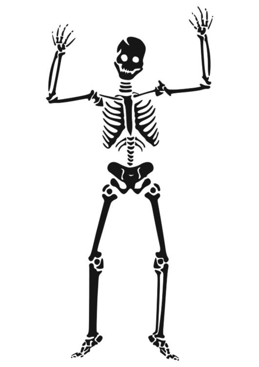 531x750 Human Skeleton Clipart Hd