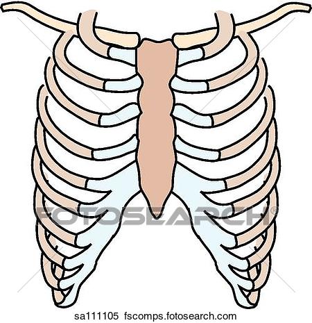 450x465 Stock Illustration Posterior View The Skeletal Anatomy