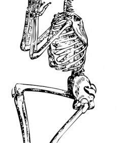 252x280 Chicken Skeleton Clip Art Vector Clip Art Free Vector Free Download