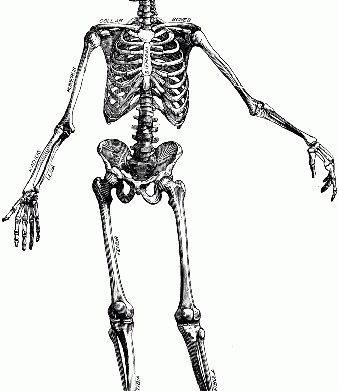 666x768 Winsome Inspiration Skeleton Clipart Clip Art Free Printable Panda