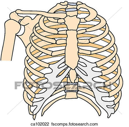 450x443 Clip Art Of Skeleton Wshoulder, Thoracic Ca102022