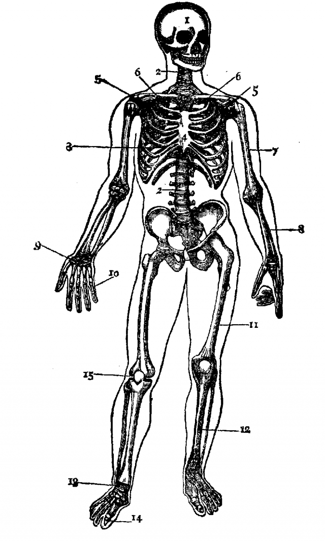 640x1066 Human Skeleton Coloring Page Many Interesting Cliparts