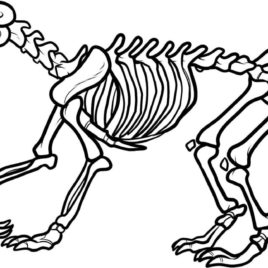 268x268 Dog Skeleton Coloring Page Kids Drawing And Coloring Pages