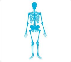 236x206 Skeleton Clip Art Human Body Clip Art Clip Art