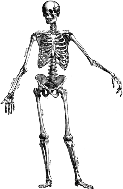 416x640 Skeleton Clip Art Clipart Image