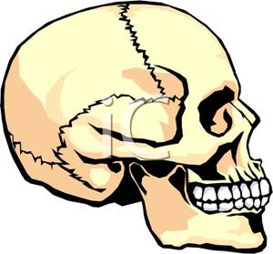 300x279 Art Image The Side Of A Human Skull