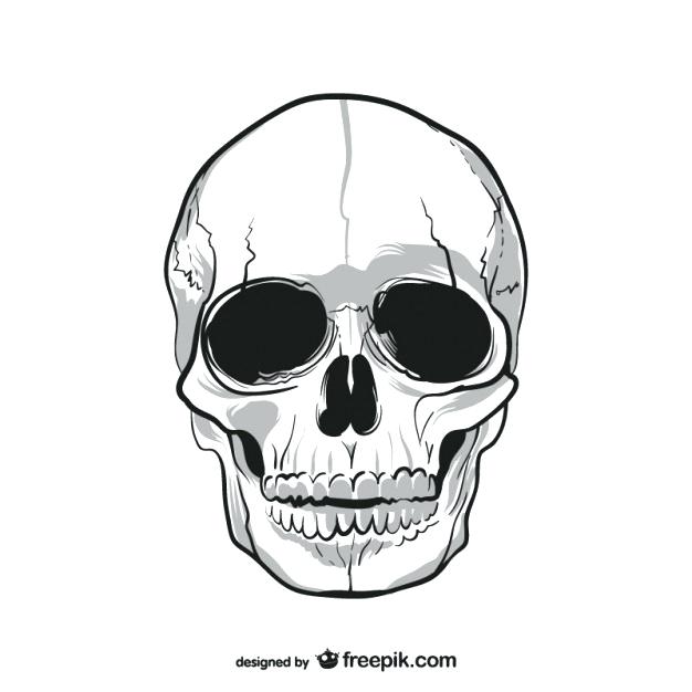 626x626 Printable Skull Mask Human Skull Drawing Free Printable Sugar