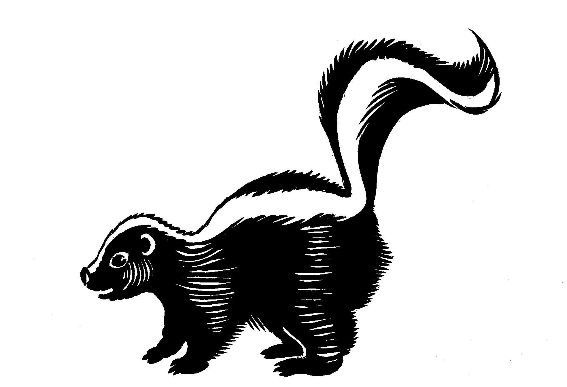 1968x1344 Best Skunk Clipart