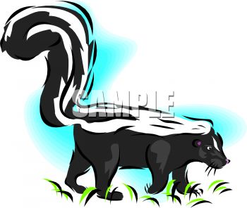 350x296 Picture Of A Skunk Walking Through The Grass In A Vector Clip Art
