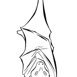300x300 Bats Sleeping Coloring Page Color Luna