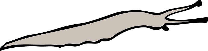 800x197 Free Clipart Limace Cyrille