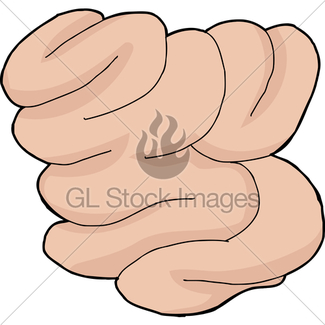 325x325 Food Inside Small Intestine Gl Stock Images