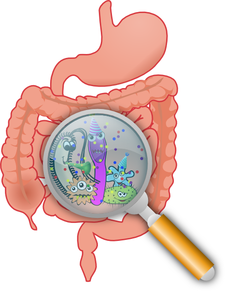 462x598 Intestinal Bacteria Clip Art