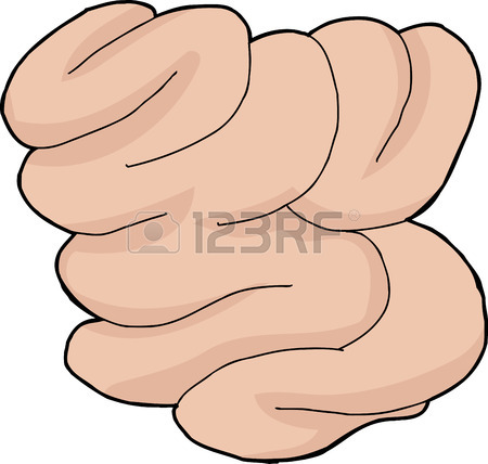 Small Intestine Clipart | Free download on ClipArtMag