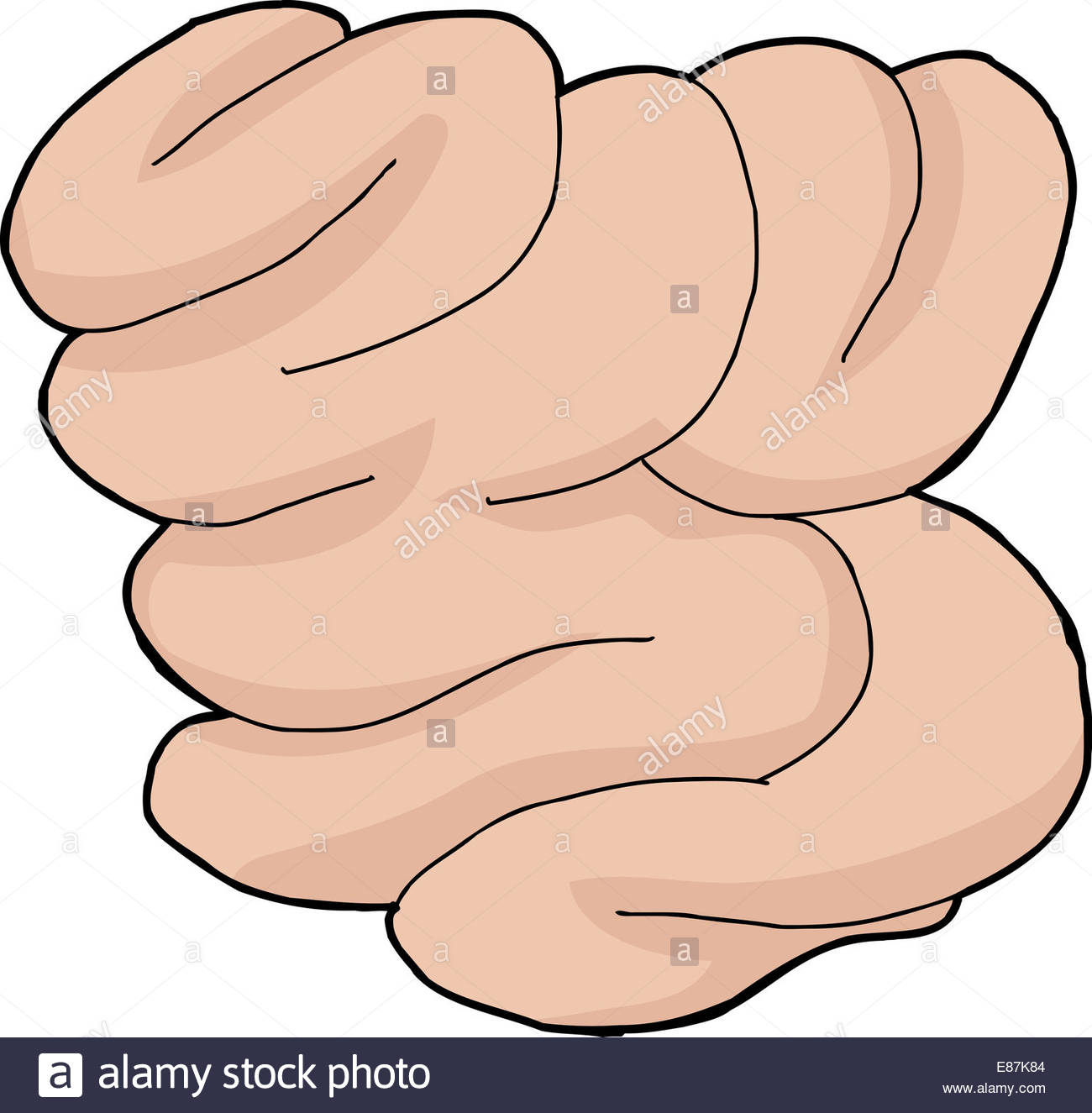 1300x1325 Isolated Hand Drawn Human Small Intestine Cartoon Stock Photo