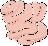 170x162 Small Intestine Cartoon Picture