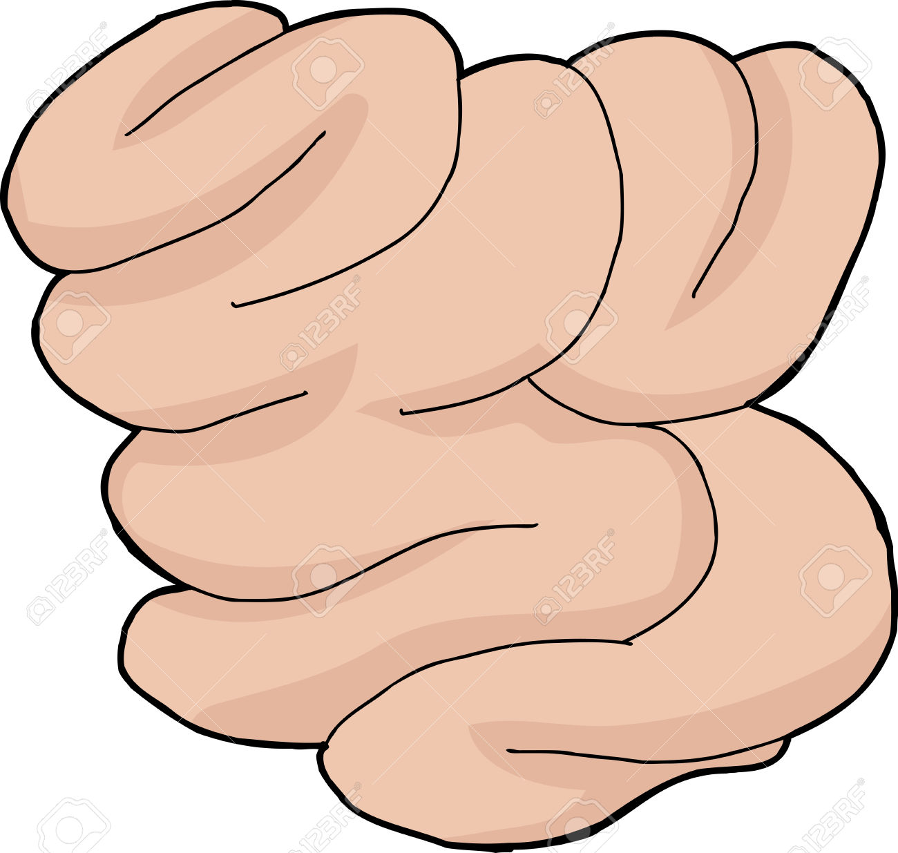 1300x1235 Small Intestine Clipart