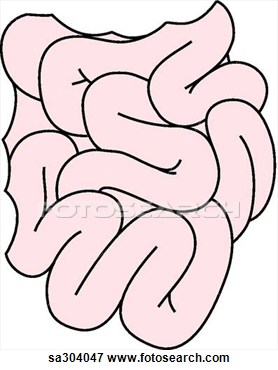 278x370 Small Intestine Clipart Many Interesting Cliparts