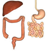 159x170 Stock Illustration Of Posterior View Of The Stomach, Distal