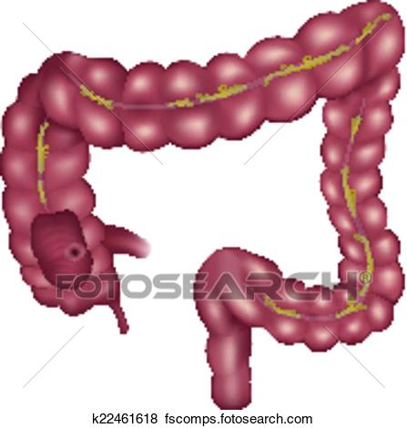 447x470 Clip Art Of Large Intestine Anatomy K22461618