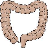 170x169 Clipart Of Isolated Small Intestine K22385374