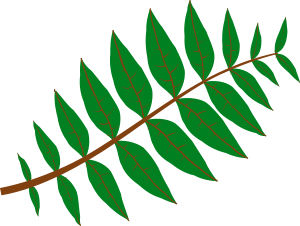 300x226 Pinnate Leaf Png Clip Arts For Web