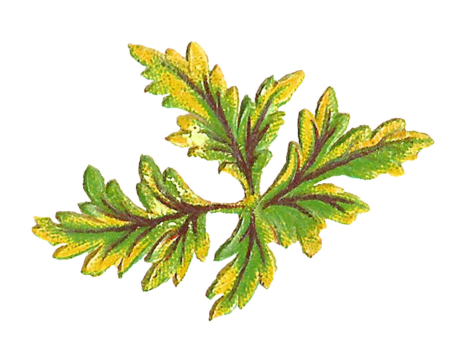 1569x1229 Antique Images Digital Botanical Artwork Stock Leaves Clip Art