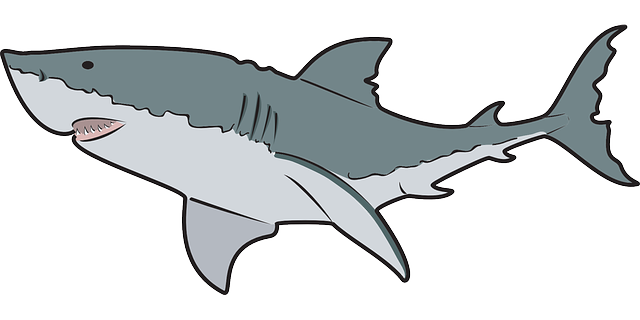 640x320 Sharkwhale Clipart Tiger Shark