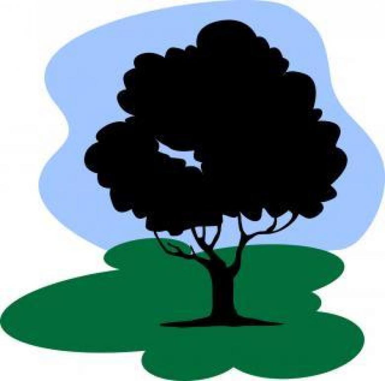 780x772 Tree Under Sky