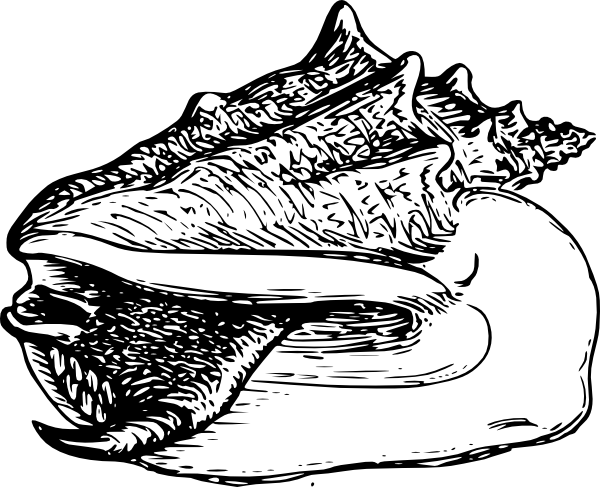 600x487 Conch Large Snail Clip Art