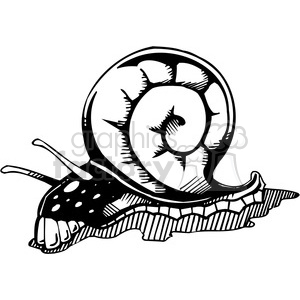 300x300 Royalty Free Snail Tattoo Design 387127 Vector Clip Art Image
