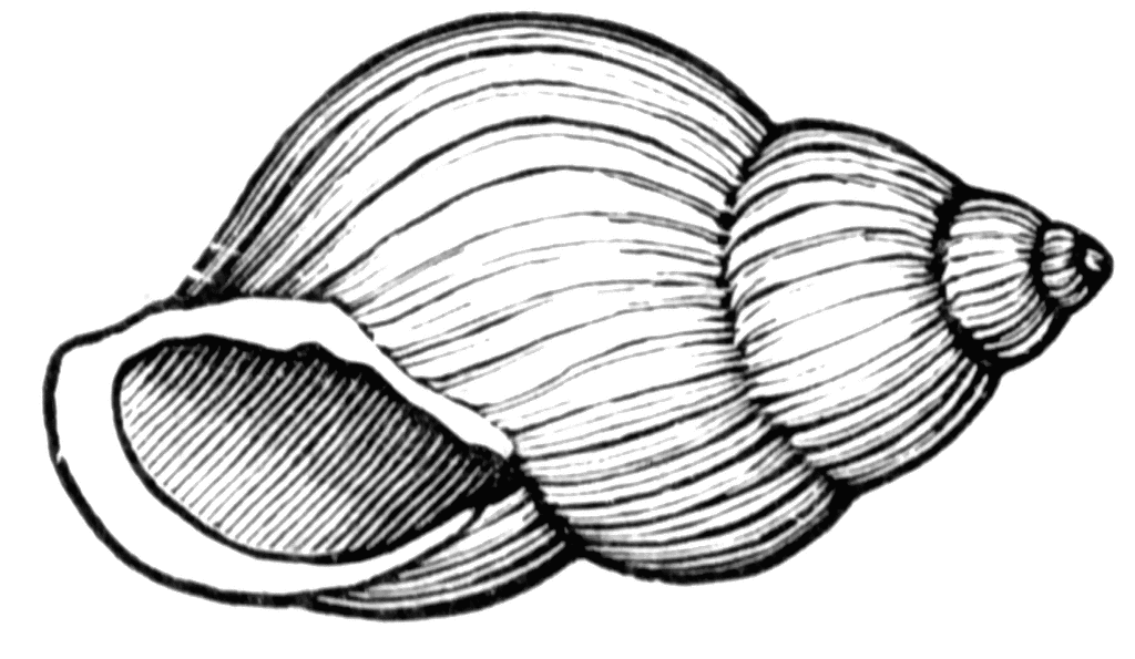 1024x595 Snail Shell Clipart Etc