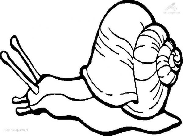 600x446 Snails Clipart Black And White 9 Nice Clip Art